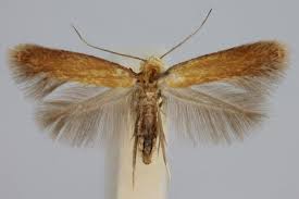 Attēlu rezultāti vaicājumam “Tischeriidae”