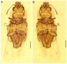 Attēlu rezultāti vaicājumam “Nitidulidae”