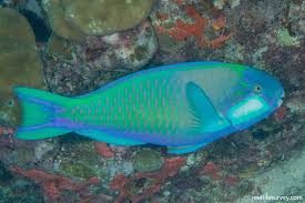 Image result for Chlorurus perspicillatus