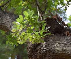 Attēlu rezultāti vaicājumam “Euura pedunculi”