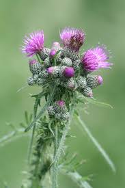 Attēlu rezultāti vaicājumam “Cirsium palustre”