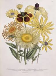 Image result for Telekia speciosa