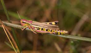 Attēlu rezultāti vaicājumam “Stethophyma grossum”