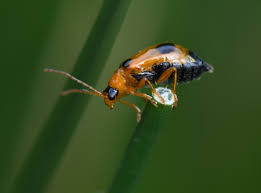 Attēlu rezultāti vaicājumam “Phyllobrotica quadrimaculata”