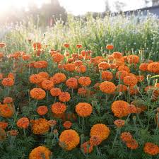 Attēlu rezultāti vaicājumam “Tagetes flower”