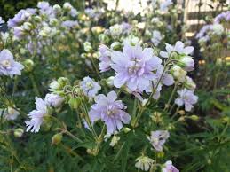 Image result for Geranium `Summer Skies`