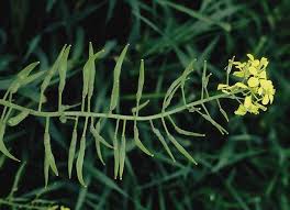 Attēlu rezultāti vaicājumam “Sinapis alba leaf”