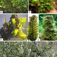 Attēlu rezultāti vaicājumam “Jungermannia hyalina”