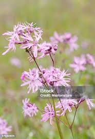 Attēlu rezultāti vaicājumam “Lychnis flos-cuculi flower”