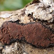 Attēlu rezultāti vaicājumam “Hypoxylon multiforme”