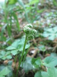Attēlu rezultāti vaicājumam “Sanicula europaea bud”