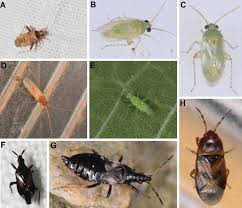 Attēlu rezultāti vaicājumam “Phytocoris sp.”