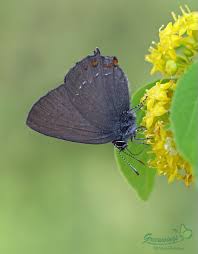 Attēlu rezultāti vaicājumam “Satyrium ilicis underside”
