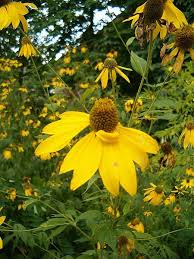 Image result for Rudbeckia