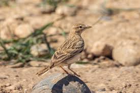 Image result for Calandrella brachydactyla