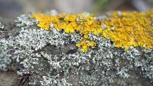 Attēlu rezultāti vaicājumam “Trichia varia macro”