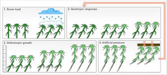 Attēlu rezultāti vaicājumam “Sphagnum riparium”