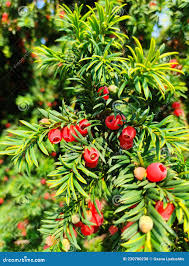 Attēlu rezultāti vaicājumam “Taxus wallichiana”