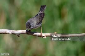 Image result for Sylvia rueppelli