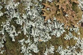 Attēlu rezultāti vaicājumam “Parmelia submontana”