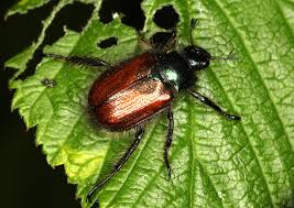 Attēlu rezultāti vaicājumam “Phyllopertha horticola imago”