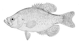 Image result for Pomoxis annularis