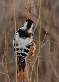 Attēlu rezultāti vaicājumam “Dendrocopos minor female”
