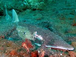 Image result for Rhynchobatus australiae