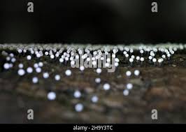 Attēlu rezultāti vaicājumam “Physarum obscurum spores”