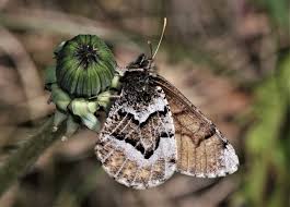 Attēlu rezultāti vaicājumam “Oeneis jutta underside”