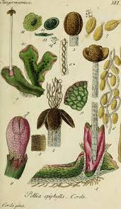 Attēlu rezultāti vaicājumam “Pellia epiphylla”