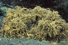 Attēlu rezultāti vaicājumam “Berberis”