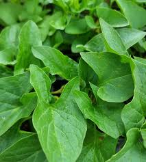 Attēlu rezultāti vaicājumam “Chenopodium bonus-henricus leaf”