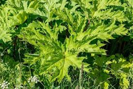 Attēlu rezultāti vaicājumam “Heracleum sosnowskyi fruit”