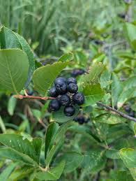 Attēlu rezultāti vaicājumam “Aronia melanocarpa”