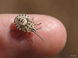 Attēlu rezultāti vaicājumam “Carpocoris sp.”