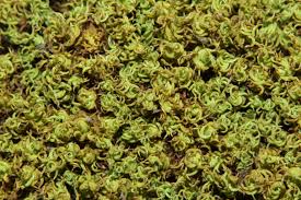 Attēlu rezultāti vaicājumam “Tortella inclinata”