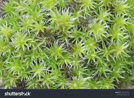 Attēlu rezultāti vaicājumam “Racomitrium canescens sporophyte”