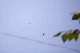 Image result for Chaetura pelagica