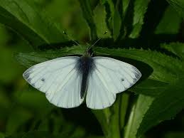 Attēlu rezultāti vaicājumam “Pieris napi underside”