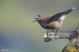 Attēlu rezultāti vaicājumam “Nucifraga caryocatactes adult”