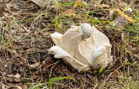 Attēlu rezultāti vaicājumam “Hypomyces chrysospermus”