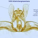 Attēlu rezultāti vaicājumam “Acleris bergmanniana”