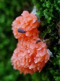 Attēlu rezultāti vaicājumam “Tubifera ferruginosa (subsp. ferruginosa) spores”