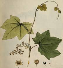 Attēlu rezultāti vaicājumam “Menispermum dauricum leaf”