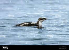 Image result for Brachyramphus perdix