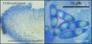 Attēlu rezultāti vaicājumam “Coenogonium pineti”