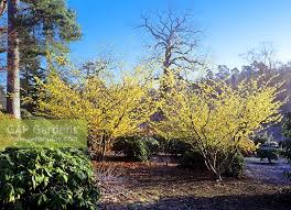 Attēlu rezultāti vaicājumam “Hamamelis japonica”