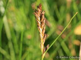 Attēlu rezultāti vaicājumam “Blysmus compressus fruit”