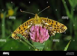 Attēlu rezultāti vaicājumam “Boloria titania”